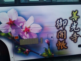 バスよこ桜.jpg