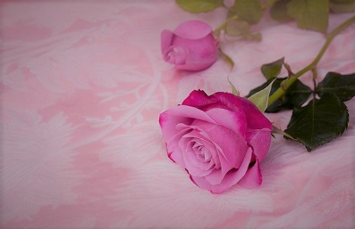 ピンク紫色の薔薇2_0.jpg