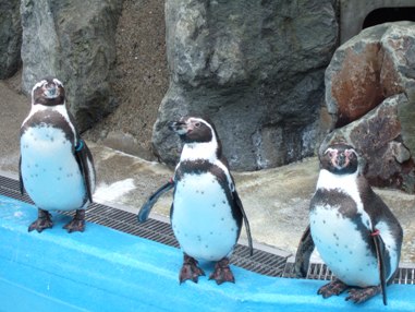 城山動物園のペンギン.JPG