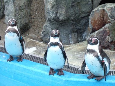城山動物園のペンギン1.JPG
