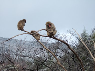 城山動物園の猿.JPG
