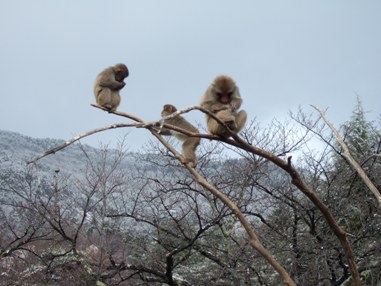 城山動物園の猿1.JPG