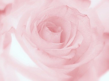 淡いピンク色　バラ.jpg