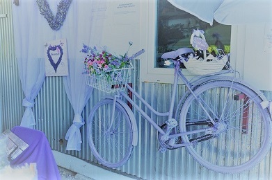 lavender-自転車2 (2).jpg