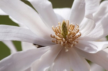 magnolia b.jpg