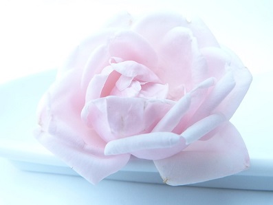 rose-淡いピンク色0_0.jpg