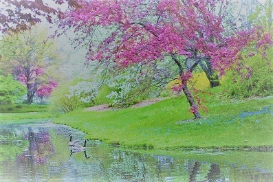 spring-ピンクのツリー 水辺2_0.jpg