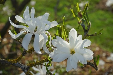 star-magnolie.jpg