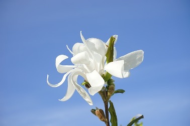 star-magnolie 2.jpg